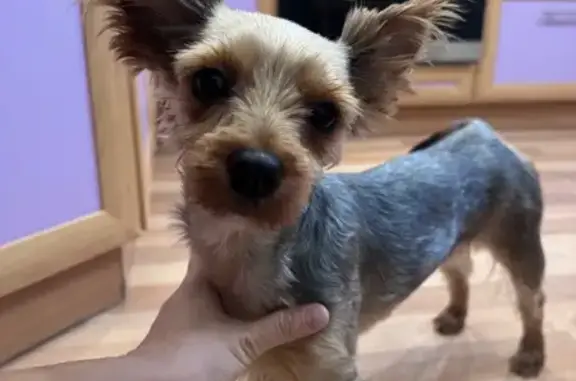 Найдена собака, Красноярск, фото: Найдена собака у Командора, ул. Юности 14