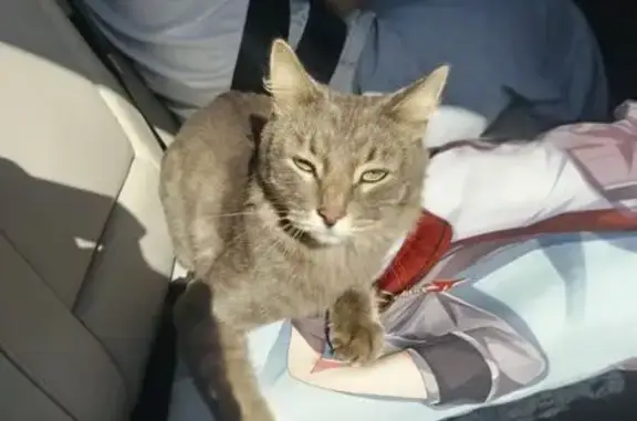 Кошки потеряшки, Самара, фото: Потеряшка кошка, Красноглинское шоссе, Самара