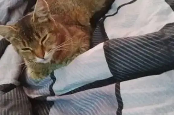 Найдена кошка, Смоленская область, фото: Абессинская кошка найдена в Гагарине