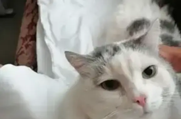 Пропала кошка, Ишим, Тюменская область