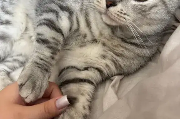 Кошки потеряшки, Ставропольский край, фото: Потеряшка кошка, Михайловск, Ставрополье