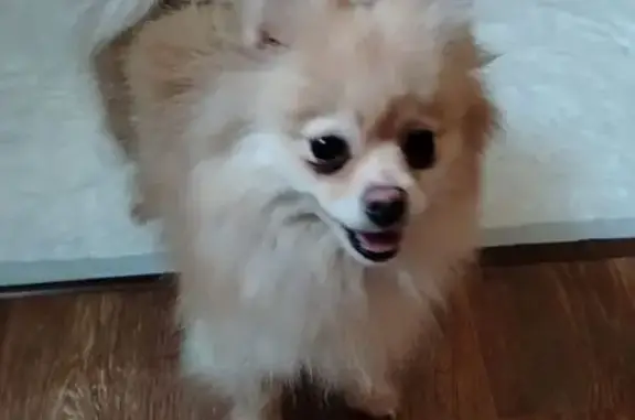 Собаки потеряшки, Омск, фото: Потеряшка собака на ул. Красной Звезды, 2