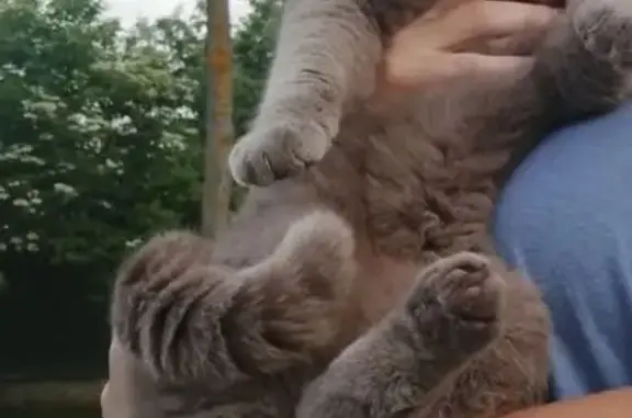 Пропала кошка, 2-я Акварельная, Ростов-на-Дону