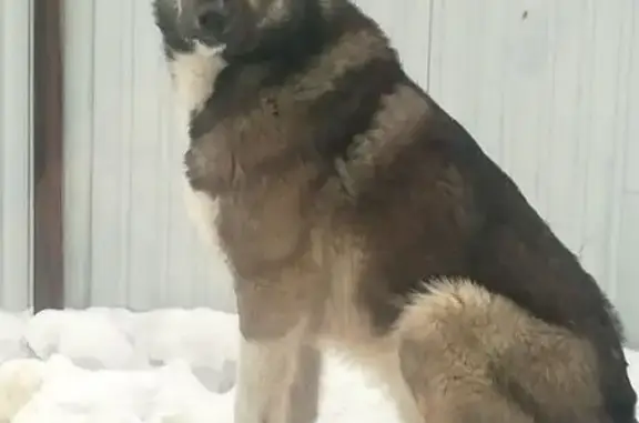 Пропал волченок, ул. Володарского, Усть-Кут