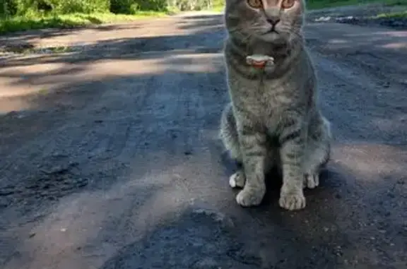 Пропала кошка, совхоз 