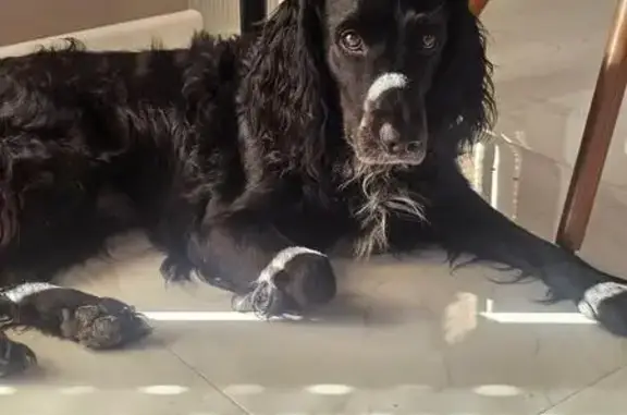 Спаниель найден на Авроры, 77 к3, Восход