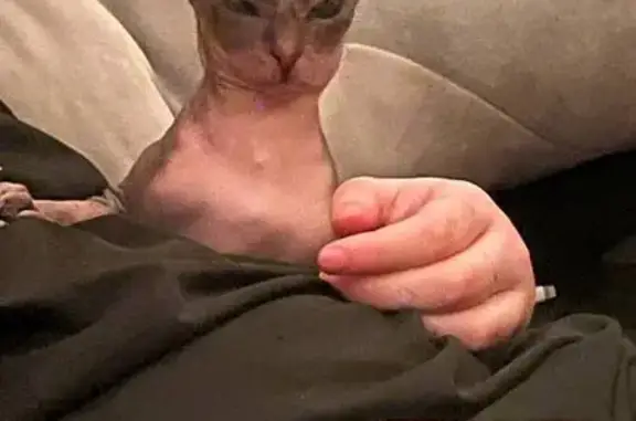 Кошки потеряшки, Кемеровская область, фото: Потеряшка кошка, Прокопьевск, Кемерово