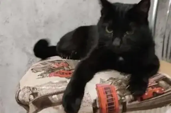 Найдена кошка, Рязань, фото: Кошка найдена, ул. Тимуровцев 12/1