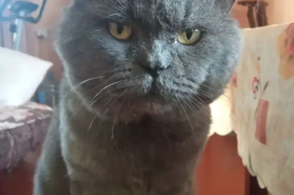 Пропала кошка в Твери, Тверская область