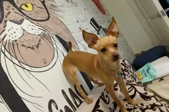 Собаки потеряшки, , фото: Потеряшкаи 2 той терьера, Якшур-Бодья