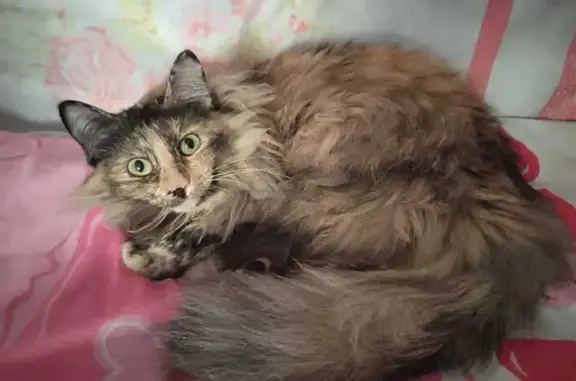 Пропала кошка Василиса, Кошевого 21, Ревда