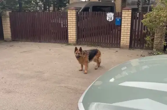 Раненная овчарка, 2-я Бисерная ул.