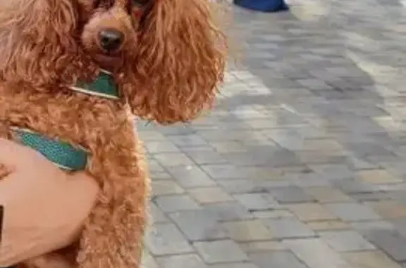 Собаки потеряшки, Новороссийск, фото: Потеряшка собака, ул. Куникова, 50А, Н-ск