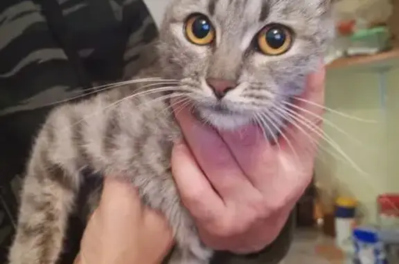 Найдена кошка, ул. Батурина, 37, Владимир
