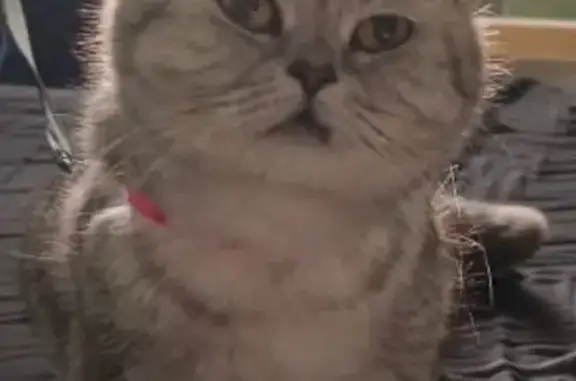 Пропала кошка, Хорошёвское ш., 82 к2