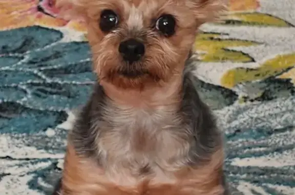 Собаки потеряшки, , фото: Потеряшка собака, Дорожная ул., Алексеевка