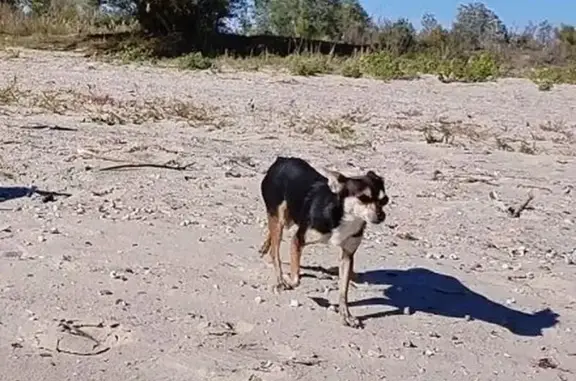 Собаки потеряшки, Шахты, фото: Потеряшка собака, Шоссейная ул., Шахты