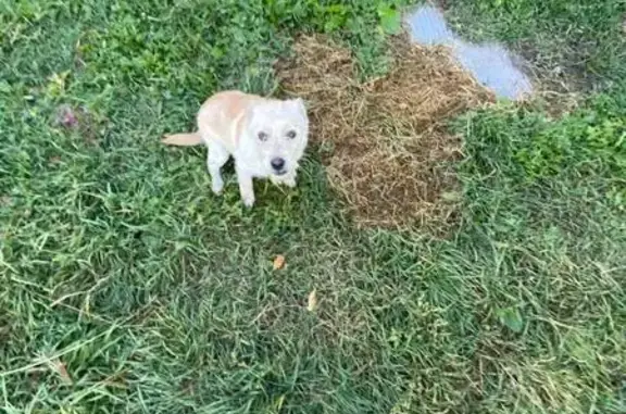 Найдена собака, Липецкая область, фото: Собака найдена: Уткино, Липецкая обл.