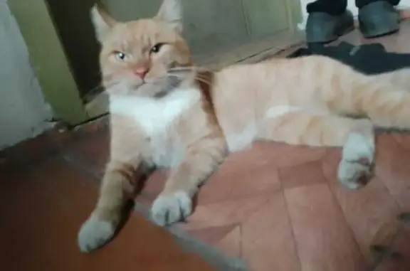 Кот найден: ул. Мира, Абакан