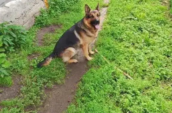 Собаки потеряшки, Серов, фото: Потеряшка собака, ул. Осипенко 63, Серов