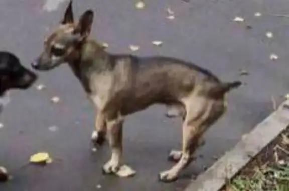 Чихуахуа найдена на ул. Варги, 18, Москва