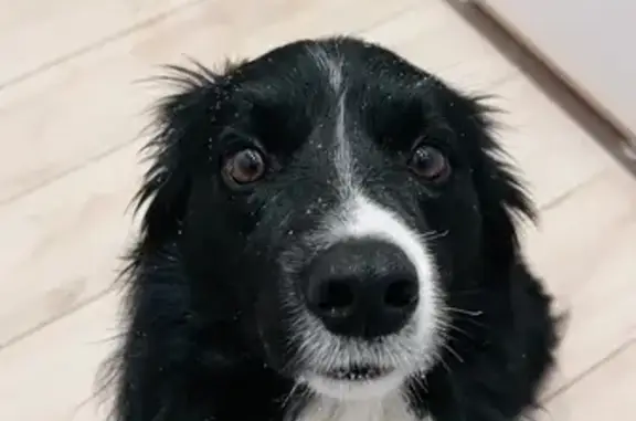 Собаки потеряшки, , фото: Потеряшка собака, проезд Арсена, Ижевск