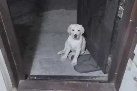 Собаки потеряшки, Тихорецк, фото: Потеряшка собака, Полковая 11, Тихорецк