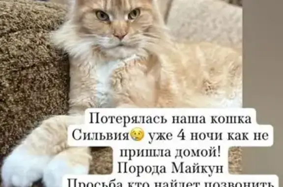 Кошки потеряшки, Шарыпово, фото: Потеряшка кошка, Центральный пр., 11А, Шарыпово