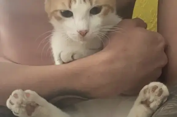 Кошки потеряшки, Ростов-на-Дону, фото: Потеряшка кошка, Гвардейский пер., 77А