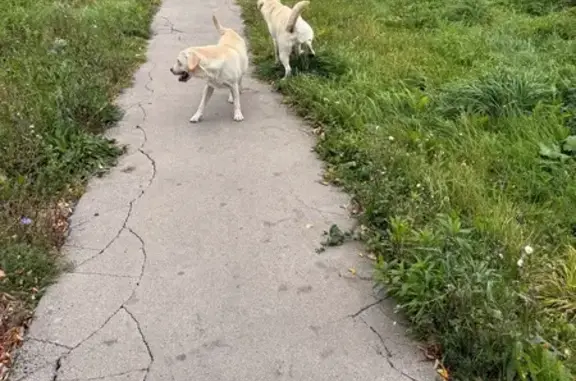 Найдена собака, Тула, фото: Собаки найдены, ул. Карпова 98к3, Тула