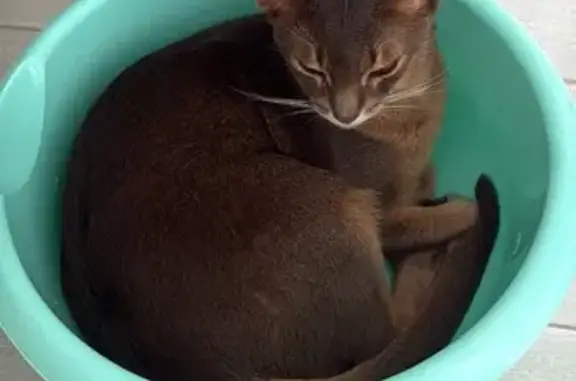 Пропала кошка, ул. Адмирала Угрюмова