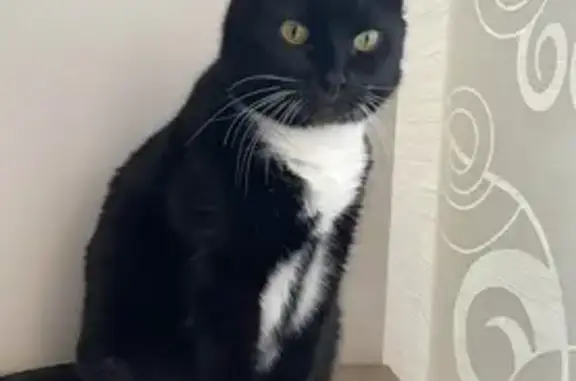 Пропала кошка, Тольятти, Самарская обл.