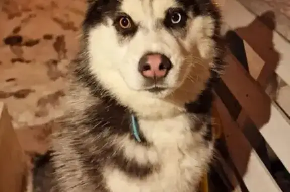 Пропала хаски, Дальневосточная 21, НСК