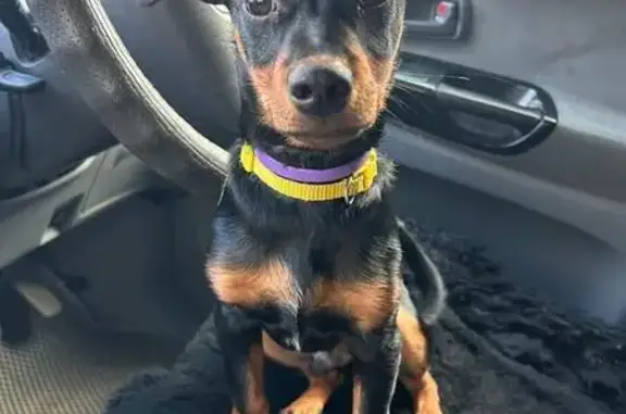 Пропала собака, Курганская ул., Курган