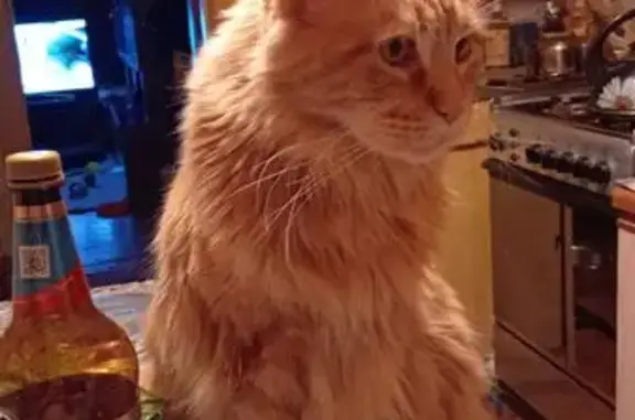 Кошки потеряшки, Щёлково, фото: Потеряшка кошка, Пионерская 27, Щёлково