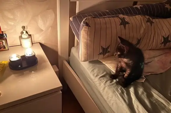 Кошки потеряшки, Красково, фото: Потеряшка кошка, ул. Новая Стройка, 1