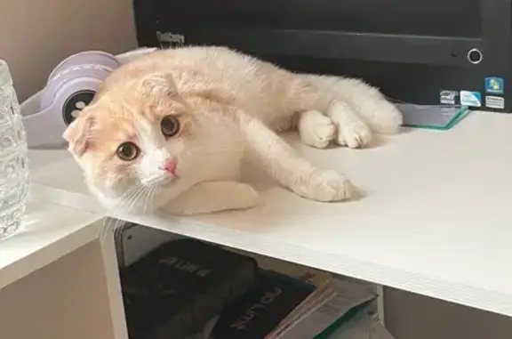 Кошка найдена: ул. Восстания, 65, Казань