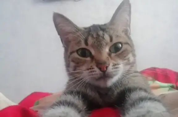 Кошки потеряшки, Воркута, фото: Потеряшка кошка, Воркута, ул. Ленина, 53