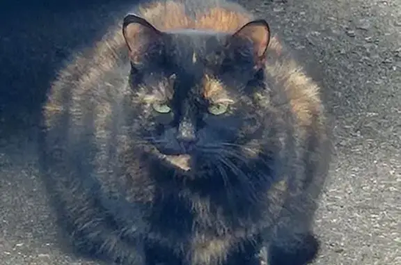 Кошка найдена: Химки, пр. Мельникова, 1