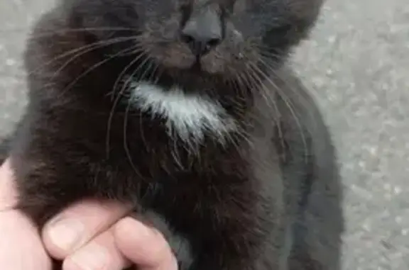 Кот найден: ул. Вяткина, 4А, Абакан