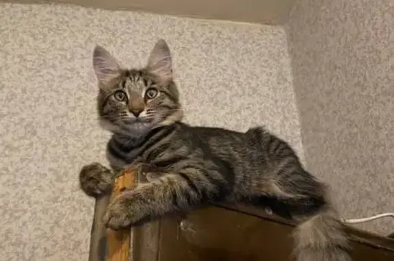 Пропала кошка на ул. Кудрявцева, 16