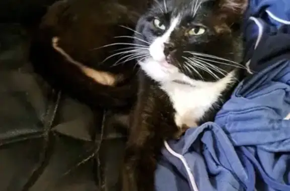 Кошки потеряшки, Королёв, фото: Потеряшка кот, ул. Дурылина 34, Королёв