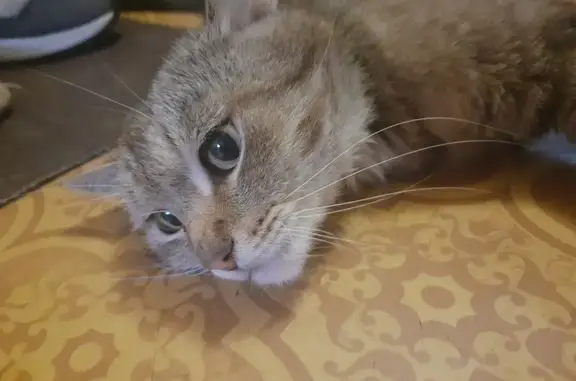 Найдена кошка, Пермь, фото: Найдена кошка, ул. Костычева, 27, Пермь