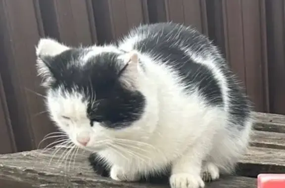 Найдена кошка, Тюмень, фото: Кошка найдена: Первомайская 15, Тюмень