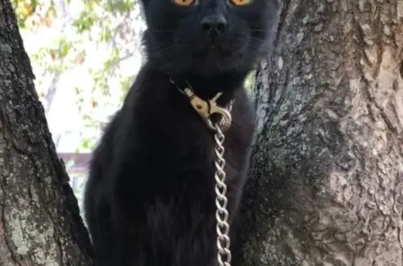 Кошки потеряшки, Казань, фото: Потеряшка кошка, Ибрагимова 85, Казань