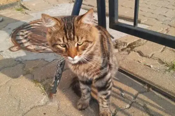 Кошка найдена на ул. Костюкова, 43, Белгород