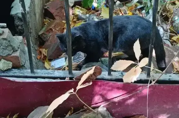 Найдена кошка, ул. Пушкина, 23, Томск