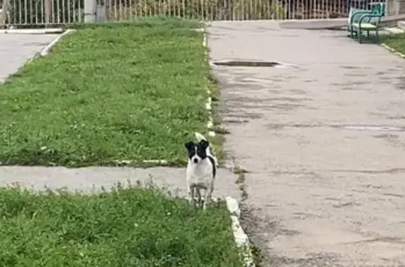 Собака найдена: Чернышевского 19 к2