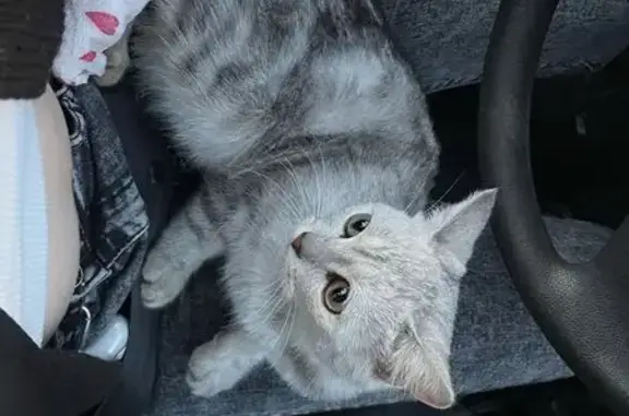 Кот найден на Чайковского, 40Б, Владимир