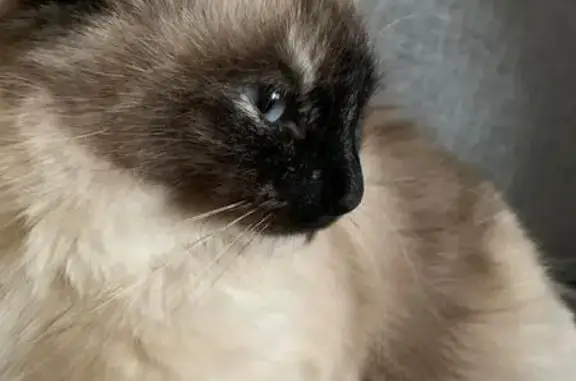 Потерянные животные Балашиха, фото: Пропала кошка, ул. Орджоникидзе 2, Балашиха